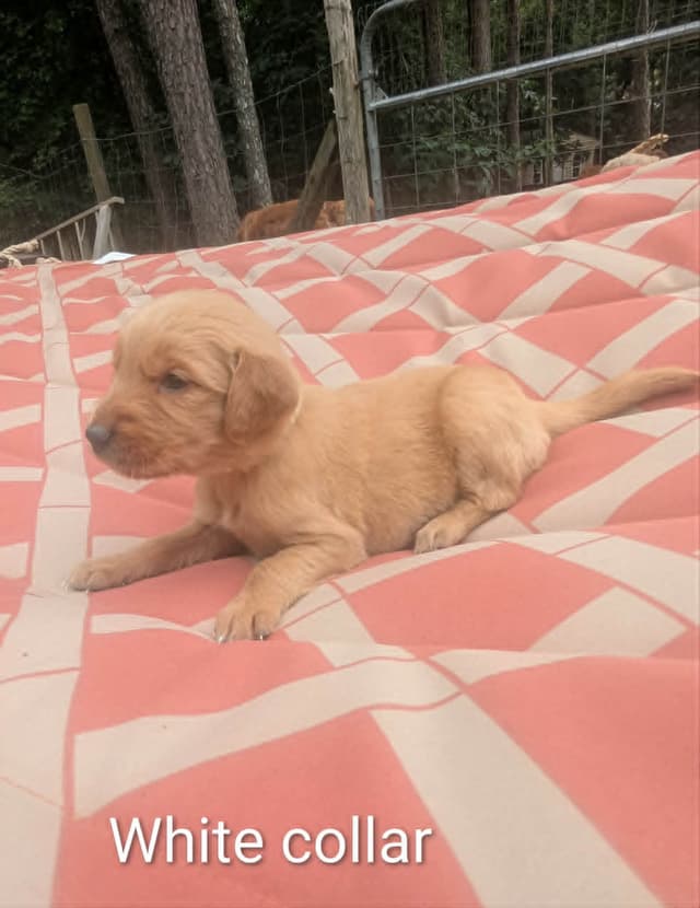 Golden Retriever Puppies (Raeford, NC) media 12