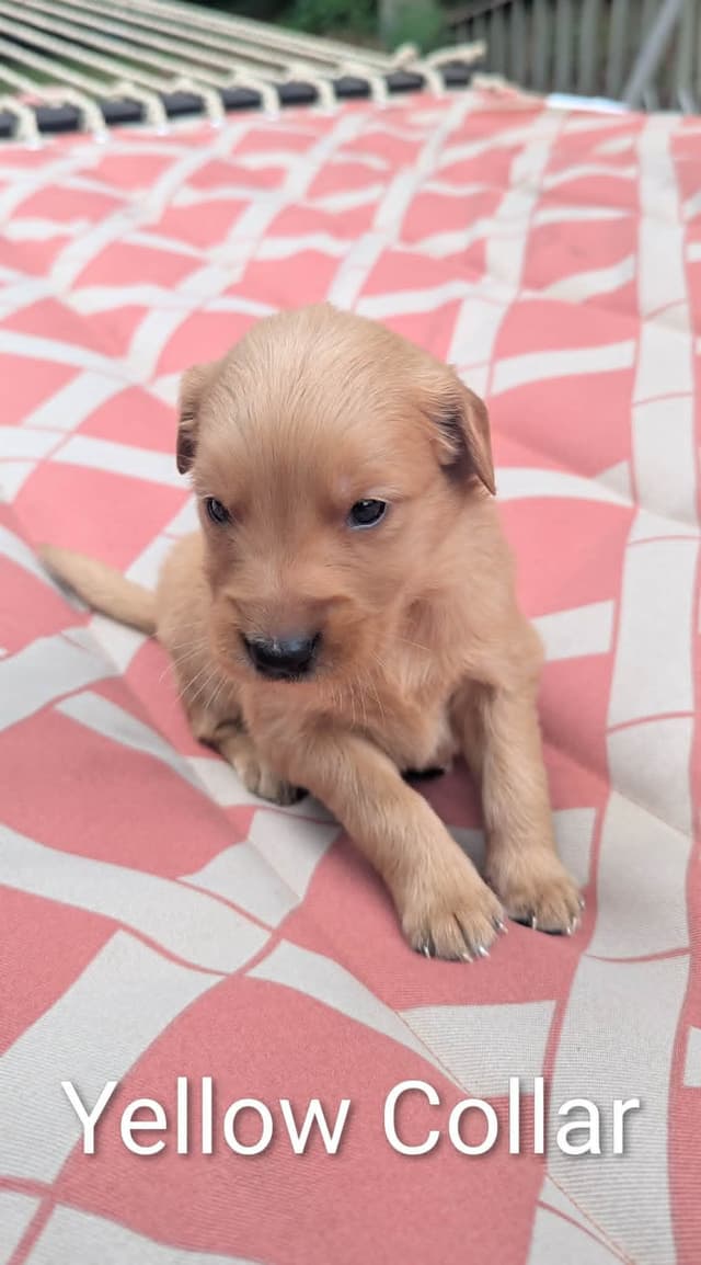Golden Retriever Puppies (Raeford, NC) media 4