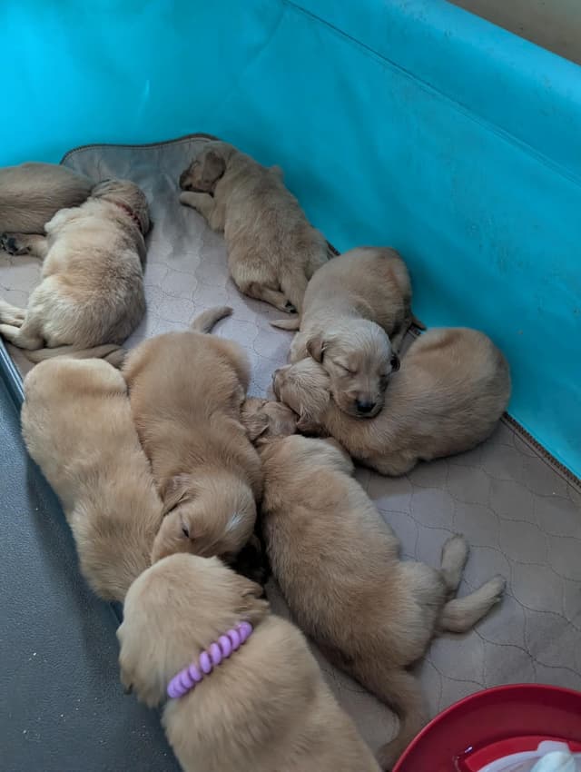Golden Retriever Puppies (Raeford, NC) media 20