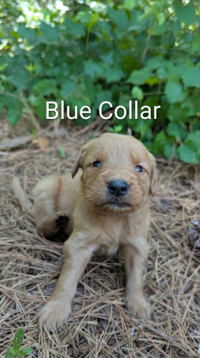 Golden Retriever Puppies (Raeford, NC) media 13