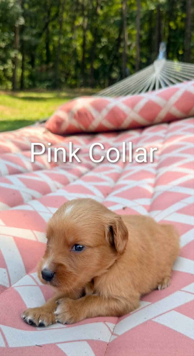 Golden Retriever Puppies (Raeford, NC) media 11