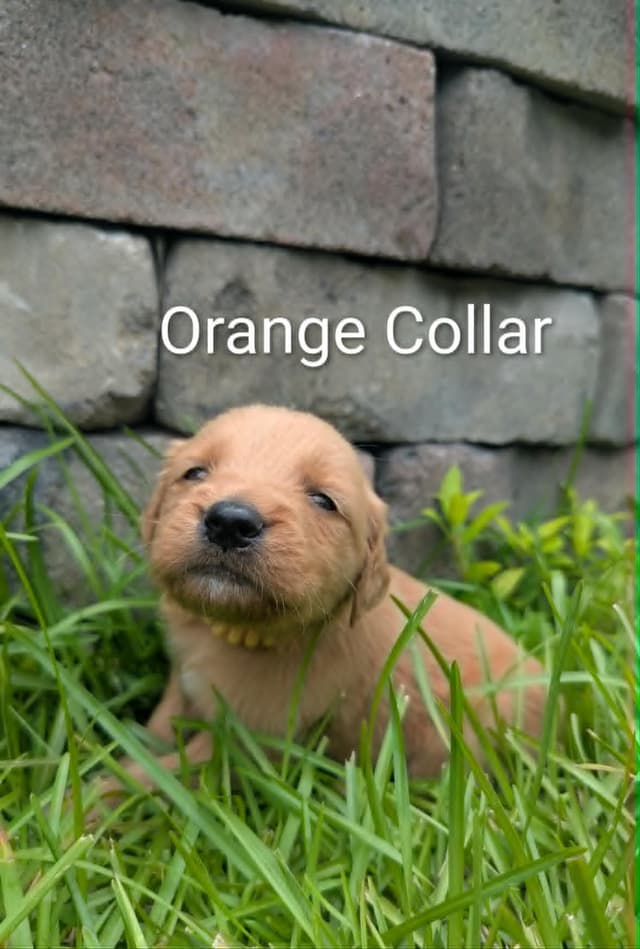 Golden Retriever Puppies (Raeford, NC) media 16