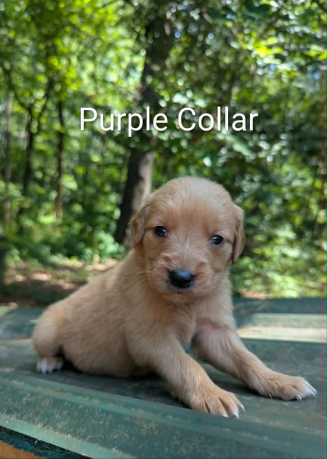 Golden Retriever Puppies (Raeford, NC) media 9