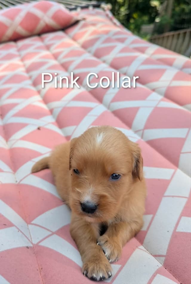 Golden Retriever Puppies (Raeford, NC) media 19