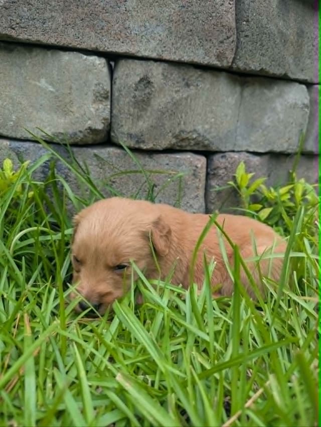 Golden Retriever Puppies (Raeford, NC) media 27
