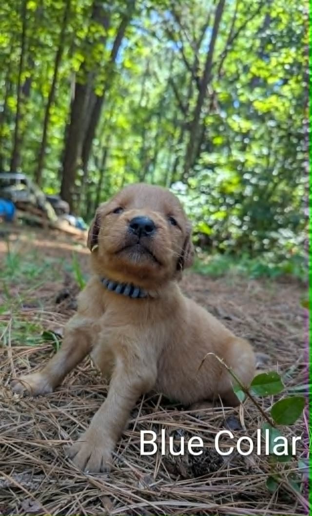 Golden Retriever Puppies (Raeford, NC) media 8