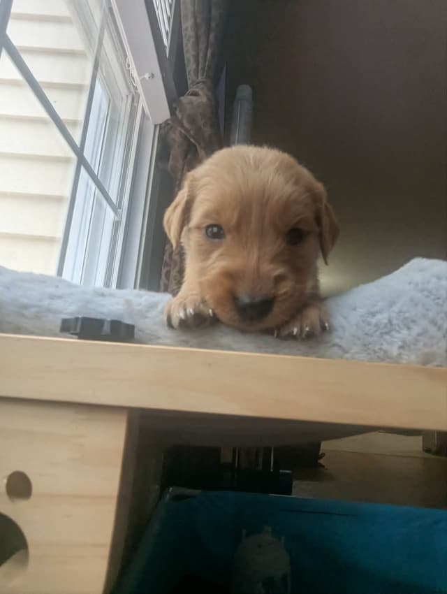 Golden Retriever Puppies (Raeford, NC) media 21