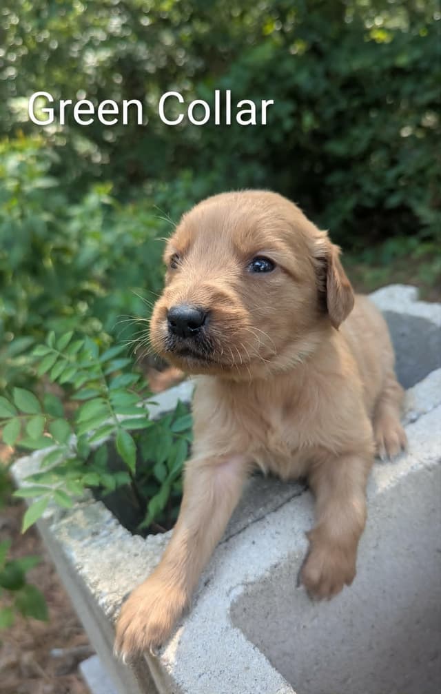 Golden Retriever Puppies (Raeford, NC) media 18