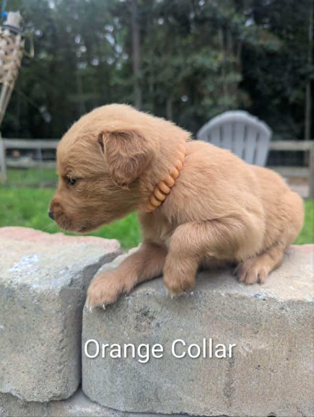 Golden Retriever Puppies (Raeford, NC) media 25