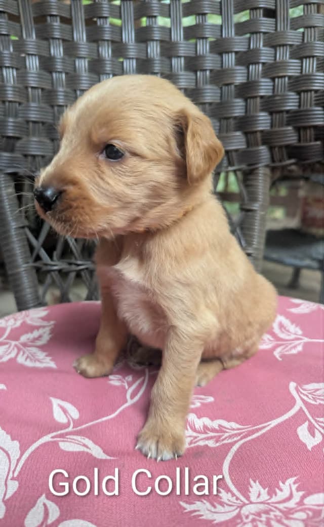 Golden Retriever Puppies (Raeford, NC) media 24