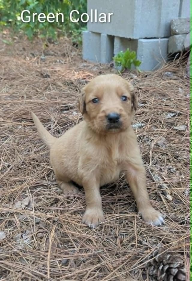 Golden Retriever Puppies (Raeford, NC) media 28