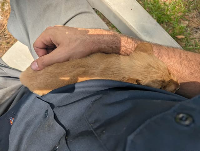 Golden Retriever Puppies (Raeford, NC) media 22