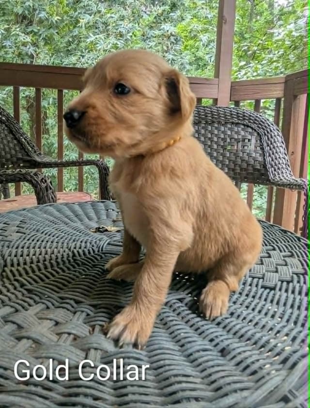 Golden Retriever Puppies (Raeford, NC) media 23