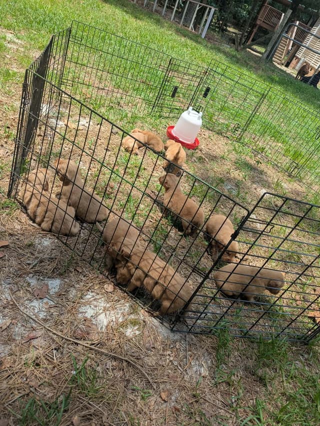 Golden Retriever Puppies (Raeford, NC) media 29