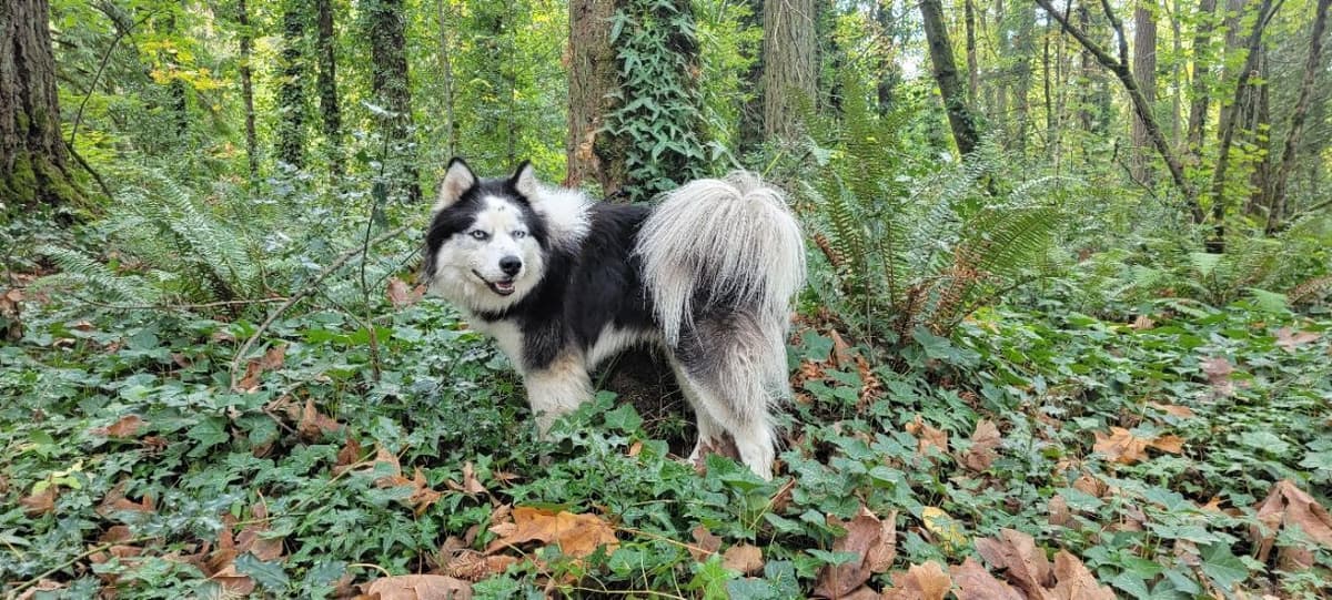 Siberian Husky Puppies breeder image 4