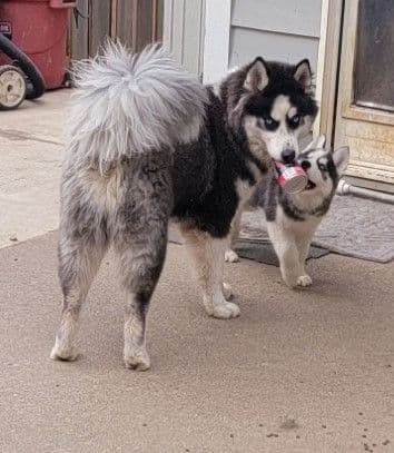 Siberian Husky Puppies breeder image 5