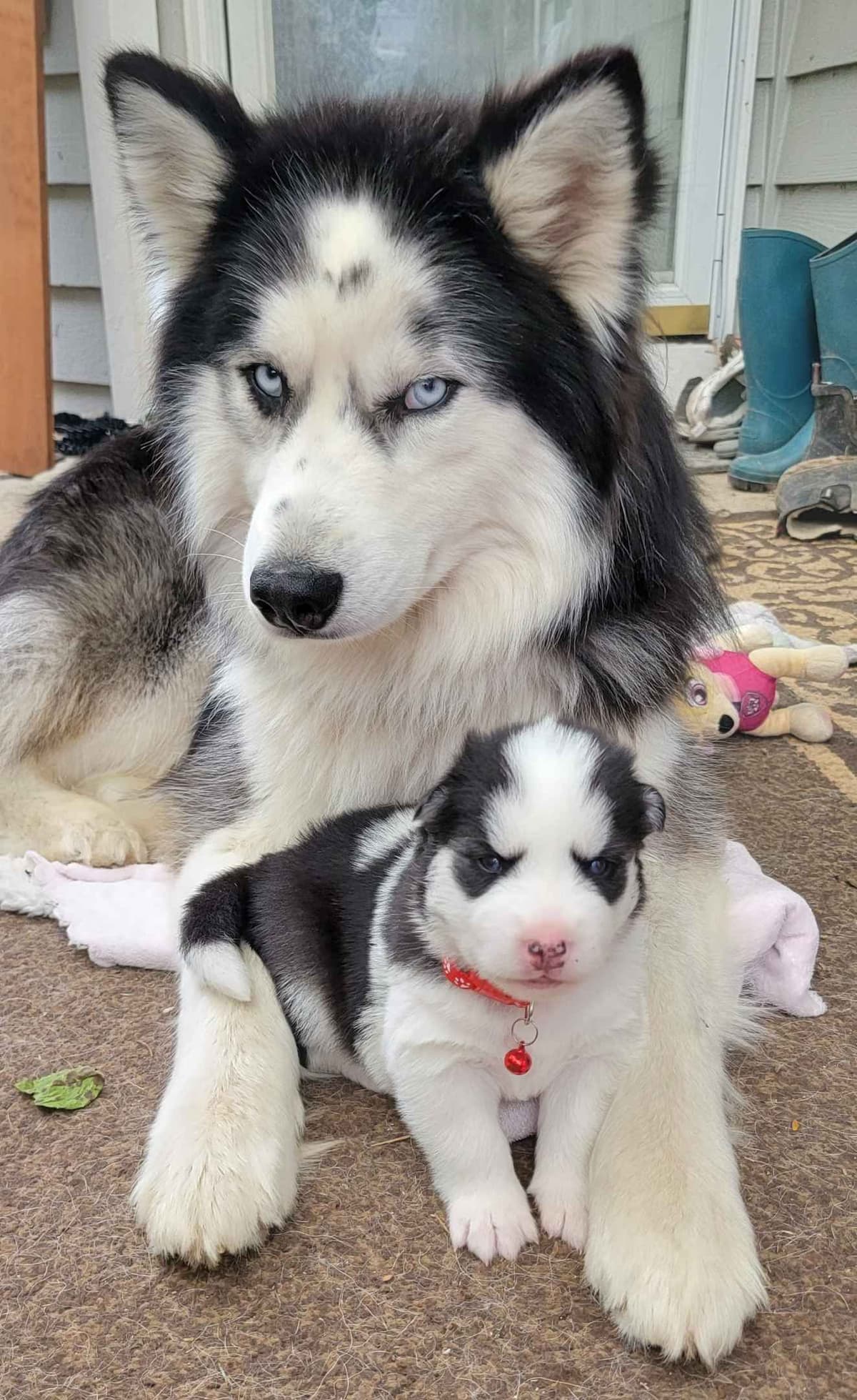 Siberian Husky Puppies breeder image 7