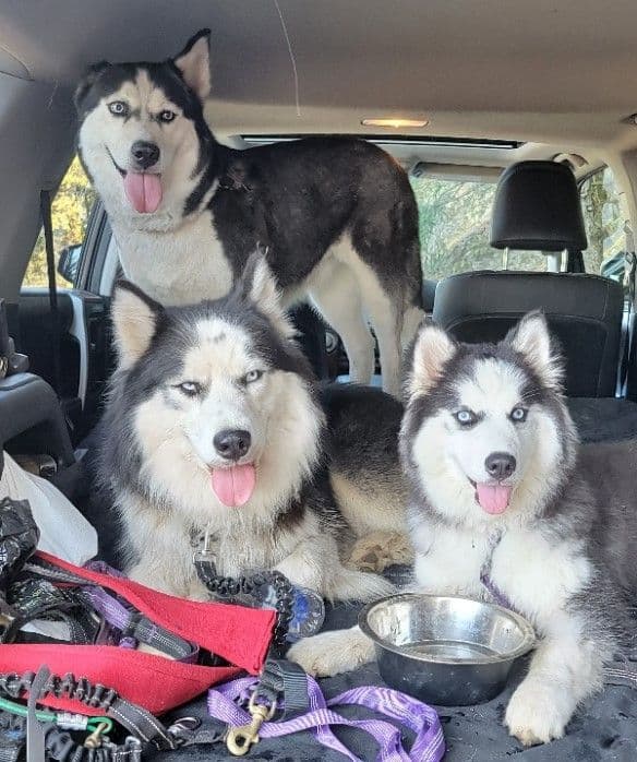 Siberian Husky Puppies breeder image 8