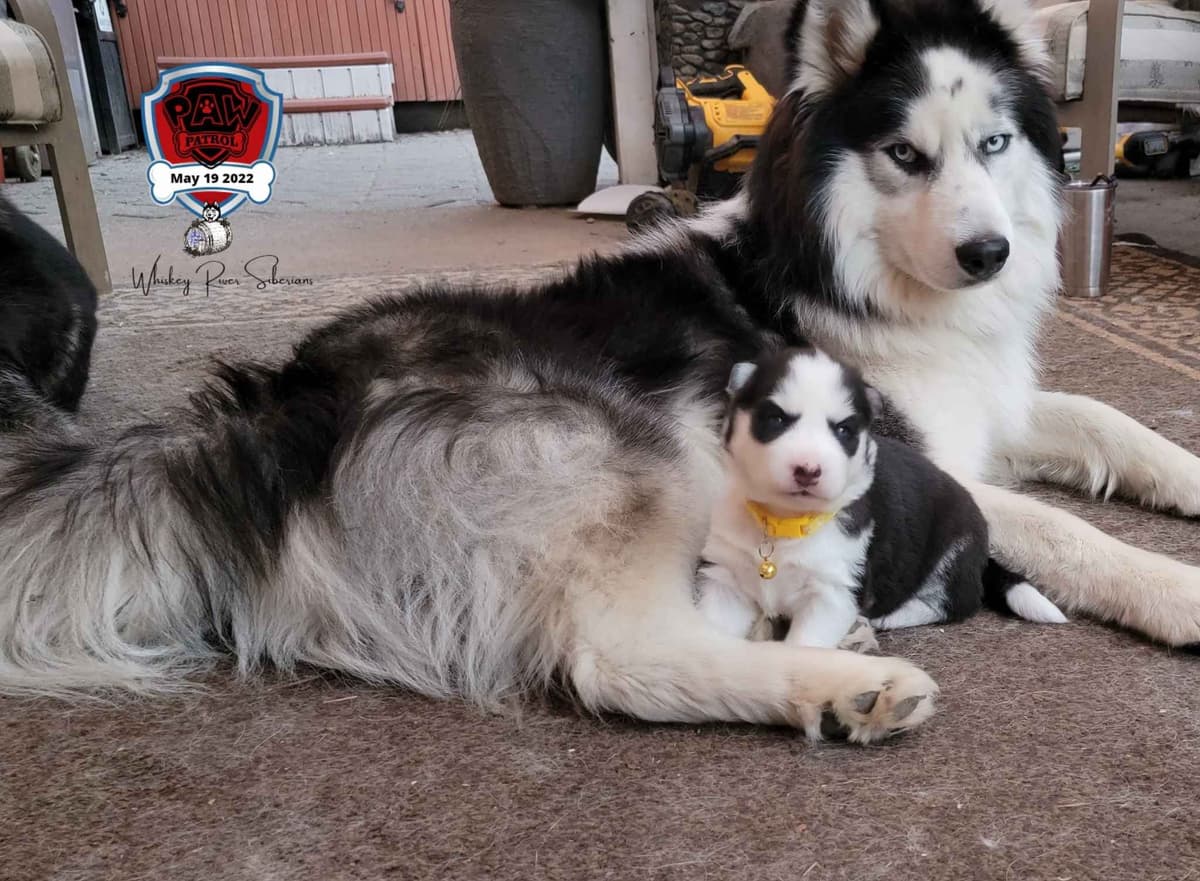 Siberian Husky Puppies breeder image 10