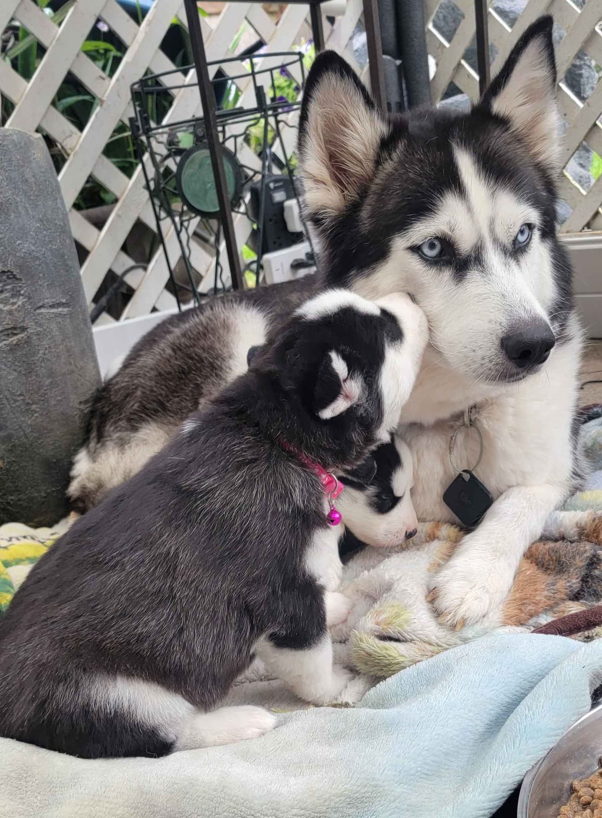 Siberian Husky Puppies breeder image 11