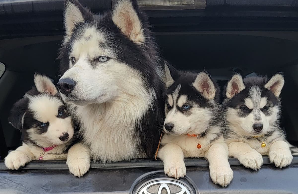 Siberian Husky Puppies breeder image 13