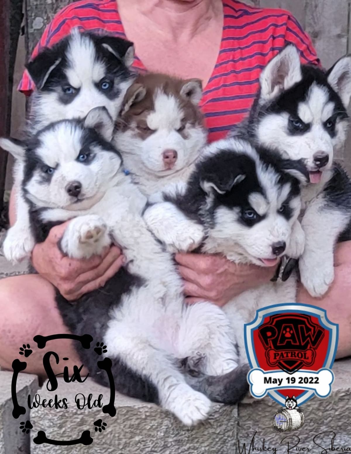 Siberian Husky Puppies breeder image 12