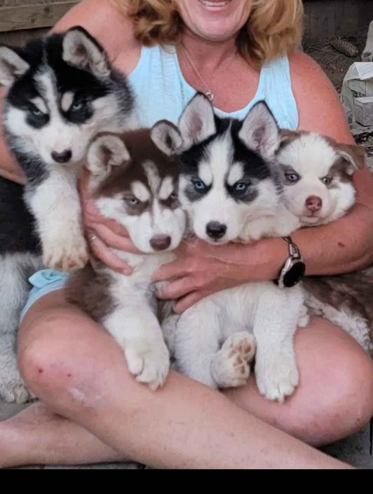 Siberian Husky Puppies breeder image 16