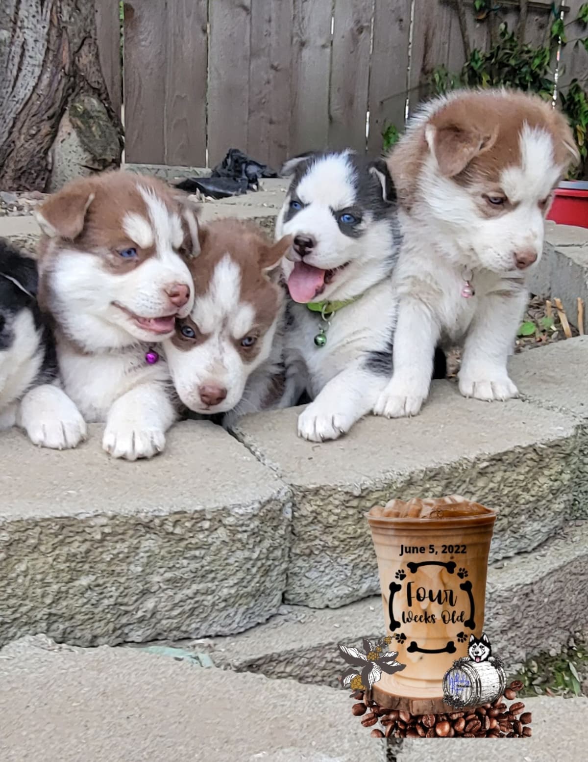 Siberian Husky Puppies breeder image 17