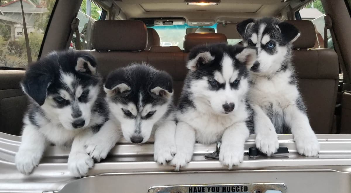 Siberian Husky Puppies breeder image 18