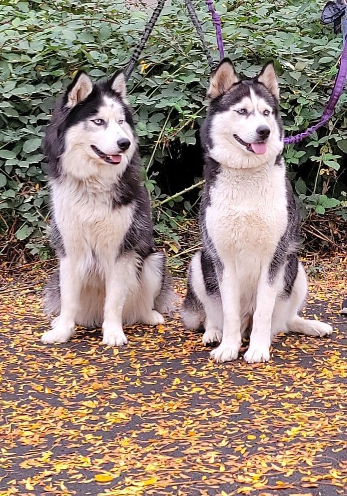 Siberian Husky Puppies breeder image 6