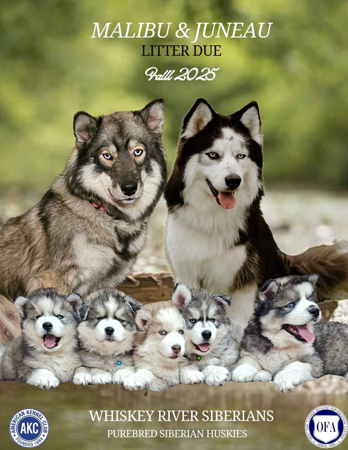 Siberian Husky Puppies breeder image 20