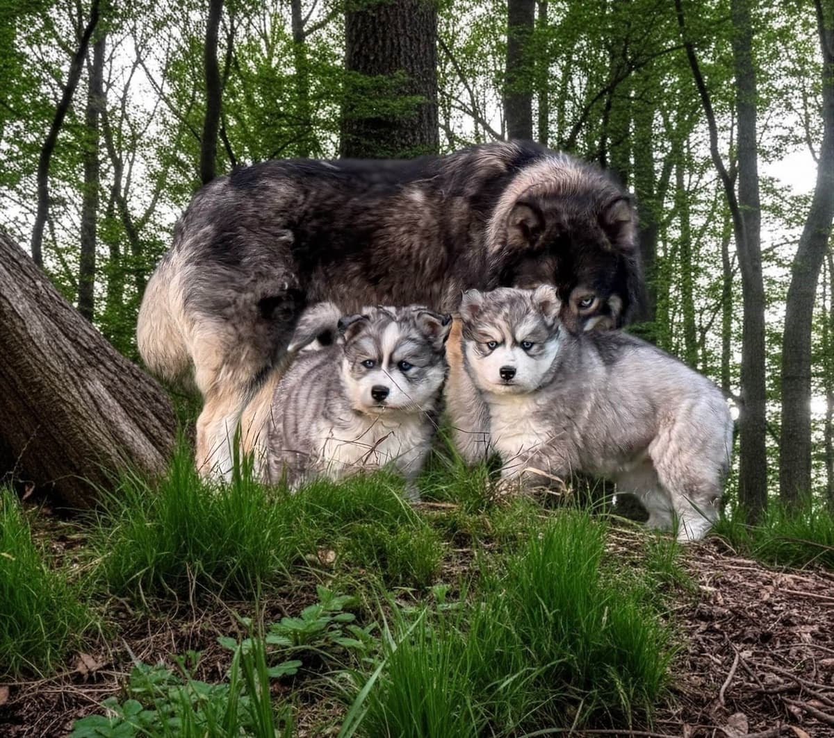 Siberian Husky Puppies breeder image 1