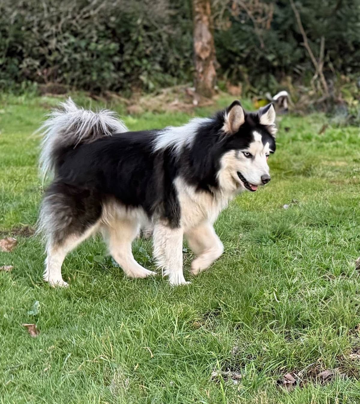 Siberian Husky Puppies breeder image 21