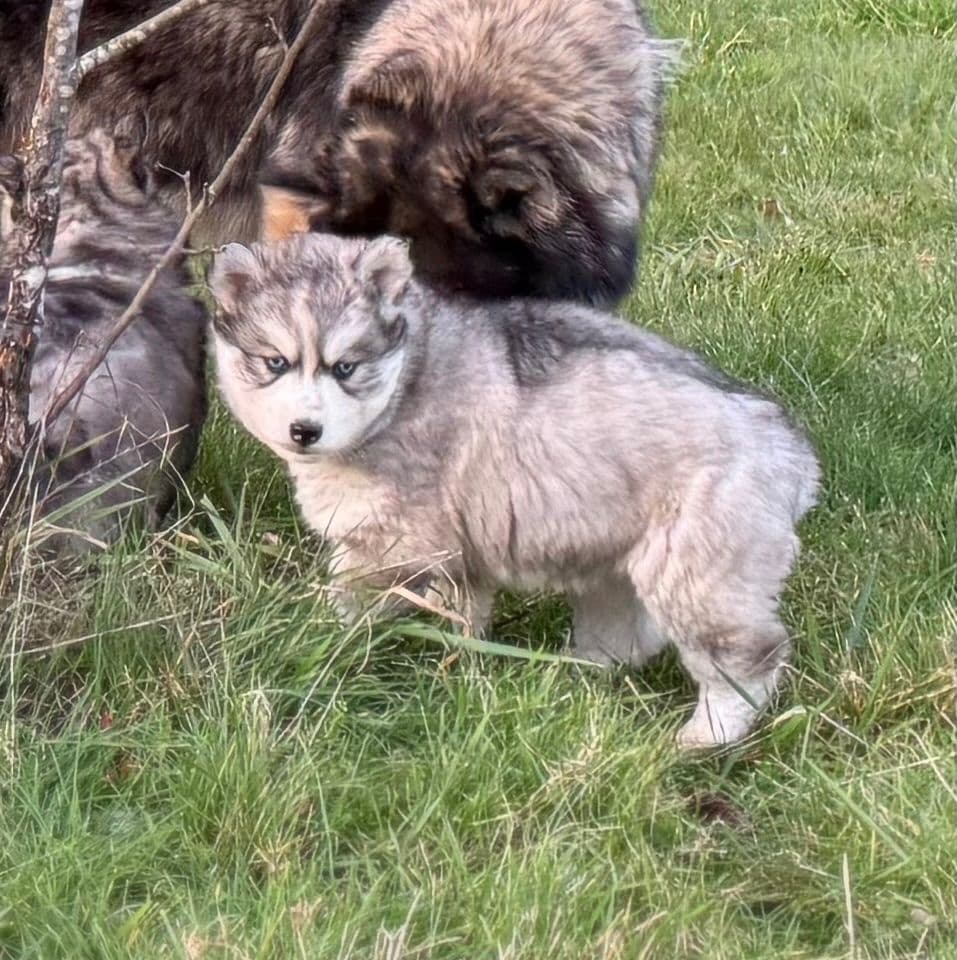 Siberian Husky Puppies breeder image 22