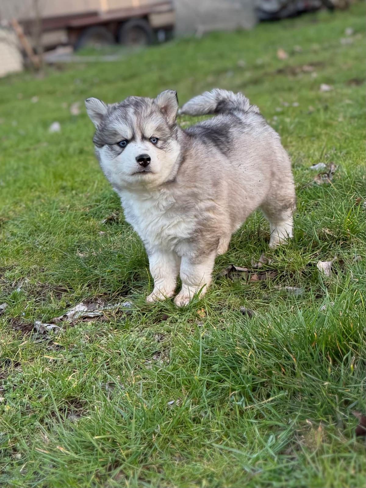 Siberian Husky Puppies breeder image 23