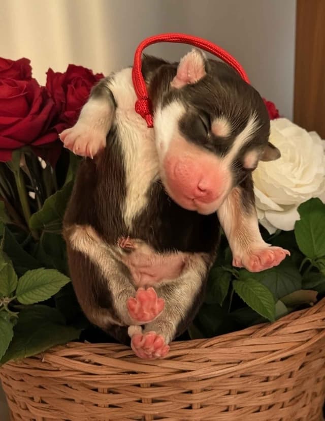 Siberian Husky Puppies media 4