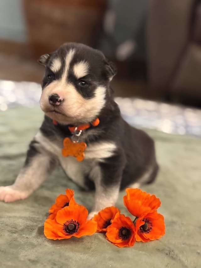 Siberian Husky Puppies media 9