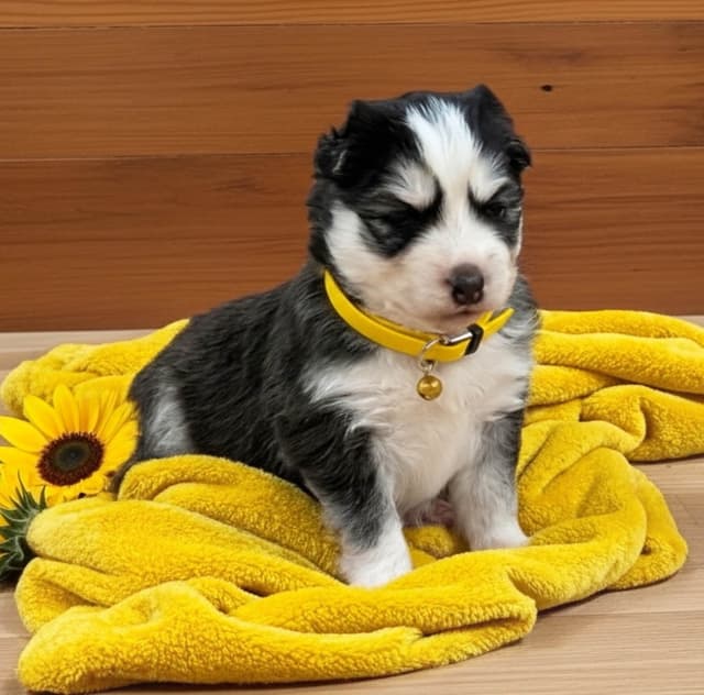 Siberian Husky Puppies media 10