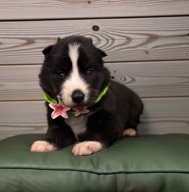 Siberian Husky Puppies media 11