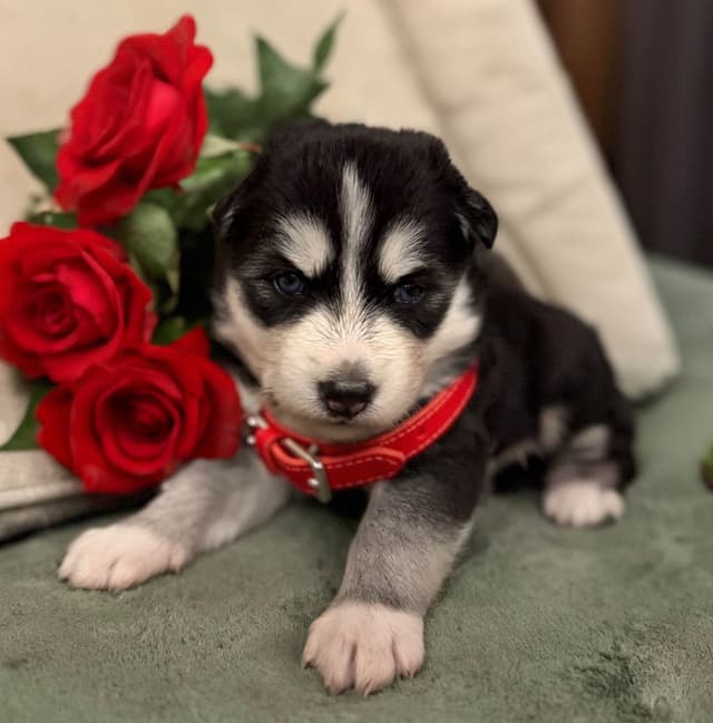 Siberian Husky Puppies media 12