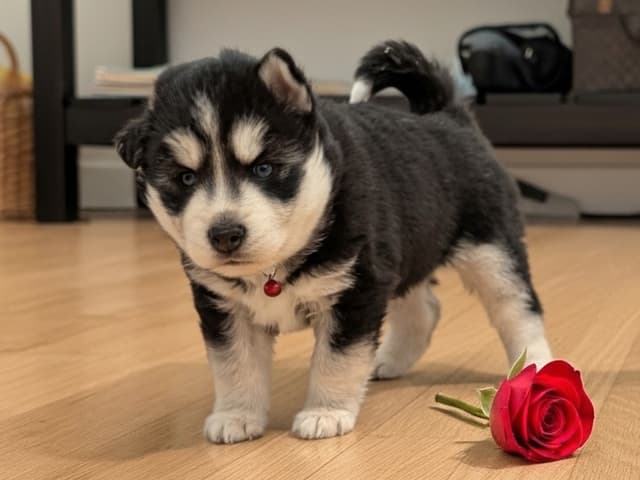 Siberian Husky Puppies media 14