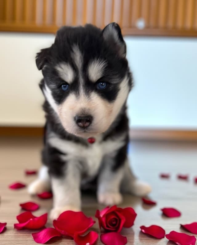 Siberian Husky Puppies media 15