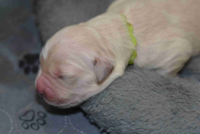 Golden Retriever Puppies media 3