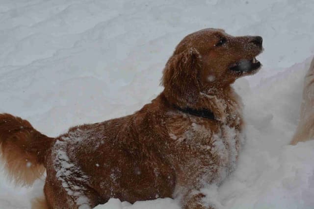 Golden Retriever Puppies media 4