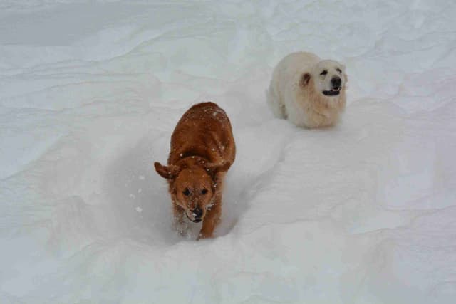 Golden Retriever Puppies media 5