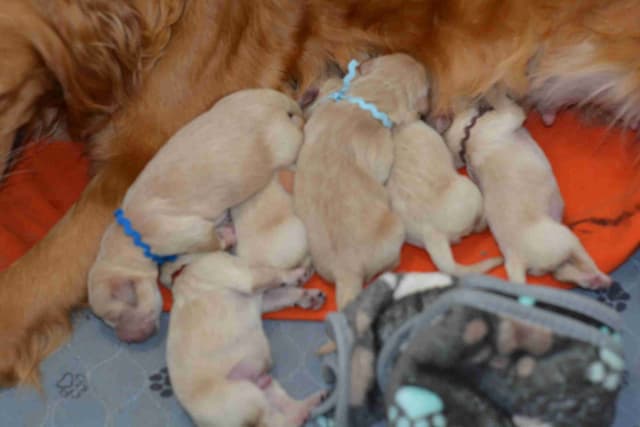Golden Retriever Puppies media 6