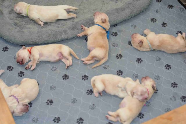 Golden Retriever Puppies media 7