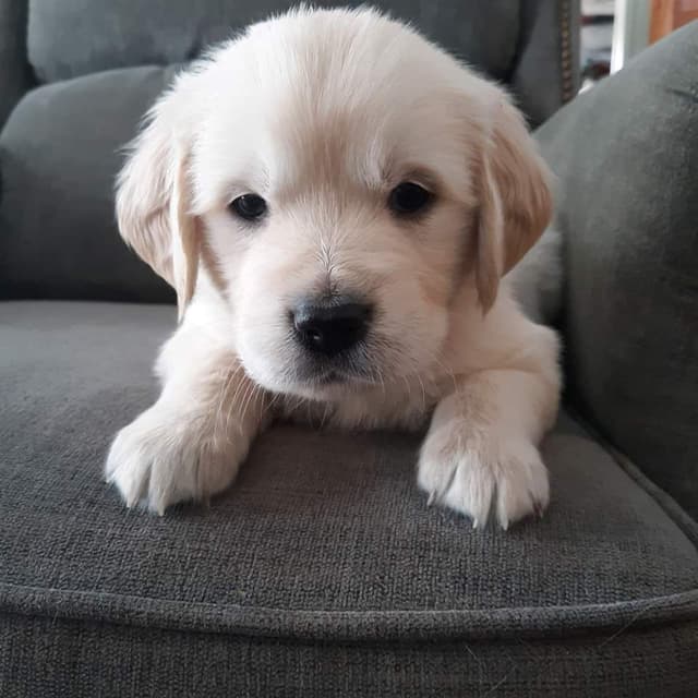 Golden Retriever Puppies media 2