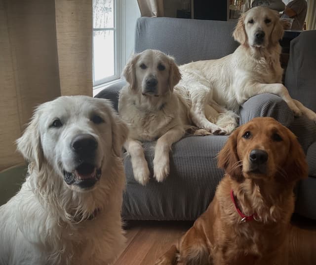 Golden Retriever Puppies media 9