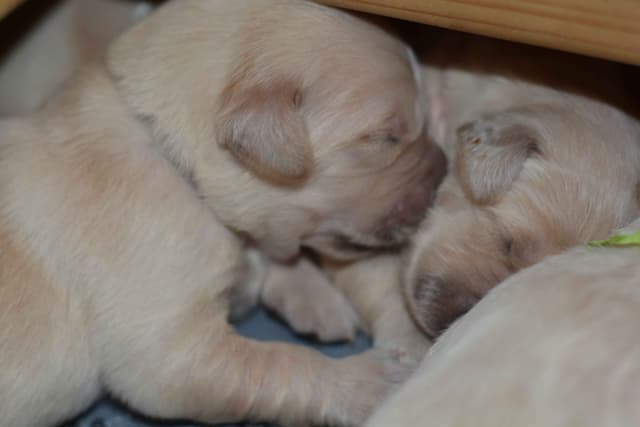 Golden Retriever Puppies media 11